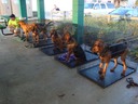 Deputy Dogs
