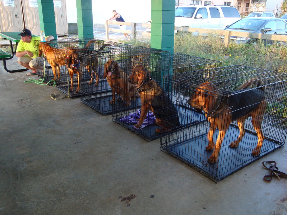 Deputy Dogs