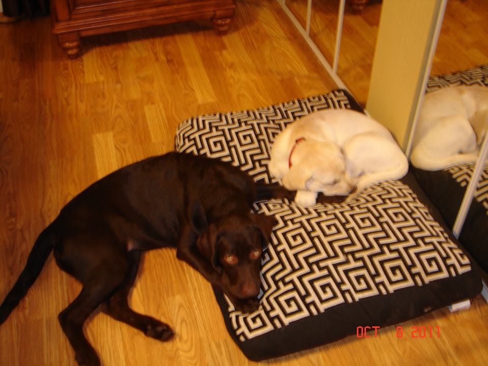 Taking a snooze